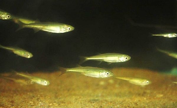 Australasian Bittern